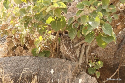 Grayish Eagle-Owl