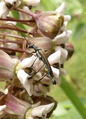 Strangalia acuminata