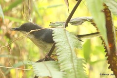 Apalis cinerea sclateri