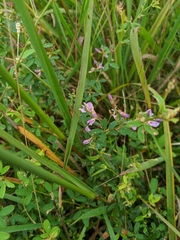Lespedezinae