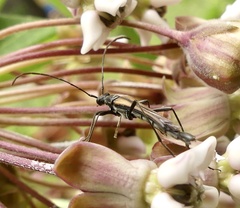 Strangalia acuminata