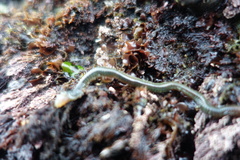 Phyllodocida