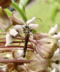 Strangalia acuminata