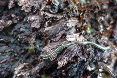 Phyllodocida