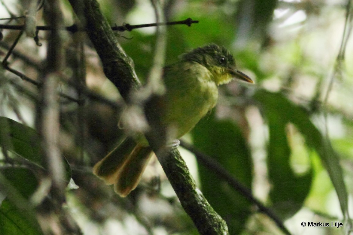 Xavier's Greenbul illustration