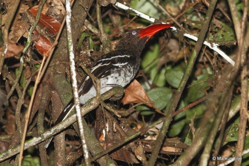 Red-billed Dwarf Hornbill