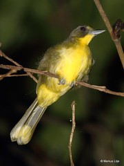 Bleda notatus