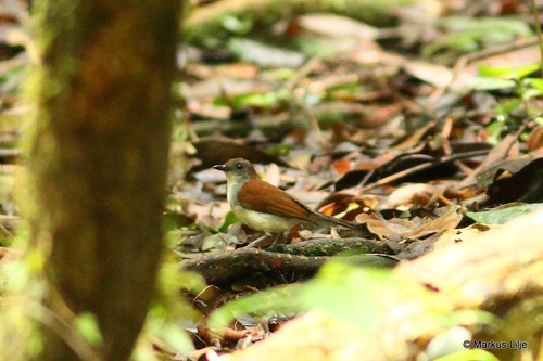 Fire-crested Alethe