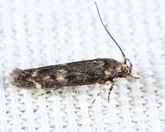 Trypanisma prudens