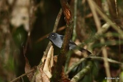 Elminia nigromitrata