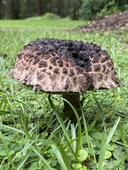 Strobilomyces strobilaceus image