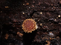 Psathyrella echinata