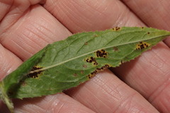 Puccinia pulverulenta