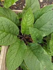 Pentaglottis sempervirens