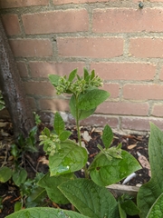 Pentaglottis sempervirens