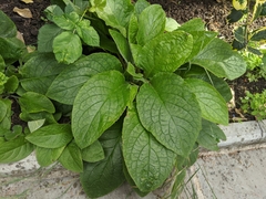 Pentaglottis sempervirens