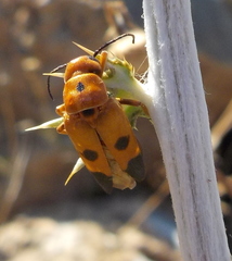 Nemognatha chrysomelina