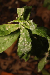 Podosphaera epilobii