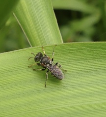 Oxybelus emarginatus