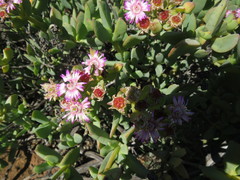 Ruschia maxima