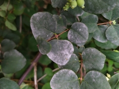 Erysiphe symphoricarpi