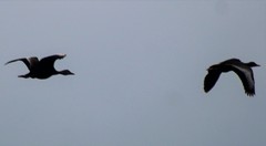 Dendrocygna autumnalis