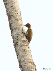 Chloropicus gabonensis