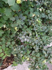 Erysiphe symphoricarpi