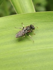 Oxybelus emarginatus