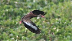 Dendrocygna autumnalis