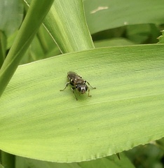 Oxybelus emarginatus