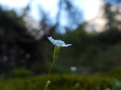 Heliosperma pusillum