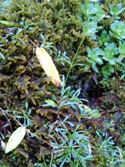 Heliosperma pusillum