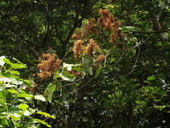 Triplaris melaenodendron