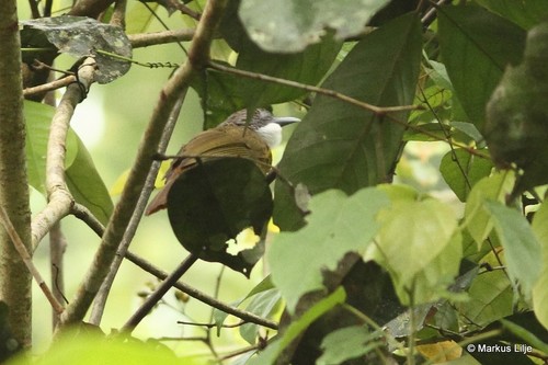 iNaturalist image
