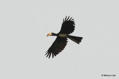 Lophoceros fasciatus