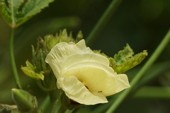 Abelmoschus esculentus