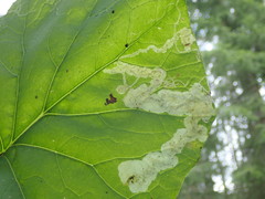 Acidia cognata