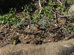 Gethyllis verticillata