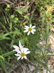 Coreopsis rosea