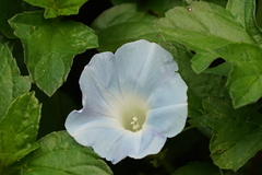 Ipomoea nil