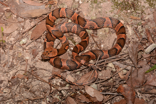 Rainforest Cat-eyed Snake