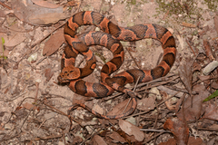 Rainforest Cat-Eyed Snake photo 2