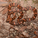 Rainforest Cat-eyed Snake - Photo (c) Andrew DuBois, some rights reserved (CC BY-NC)