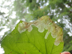 Acidia cognata