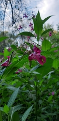 Impatiens glandulifera