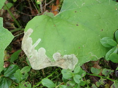 Acidia cognata