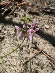 Stachys hyssopifolia