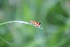 Taractrocera archias