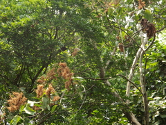 Triplaris melaenodendron